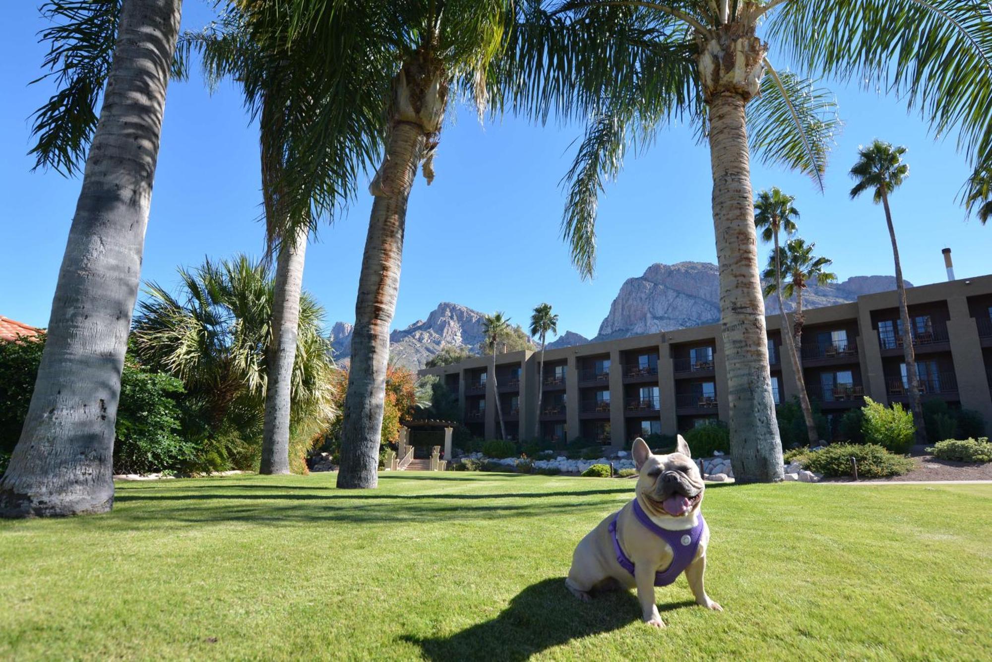 El Conquistador Tucson, A Hilton Resort Oro Valley Eksteriør billede